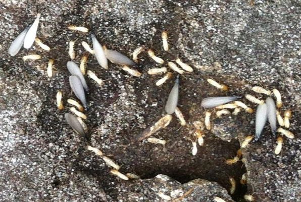 Termites ouvriers -Termites soldats - ailés au cap Ferret 33